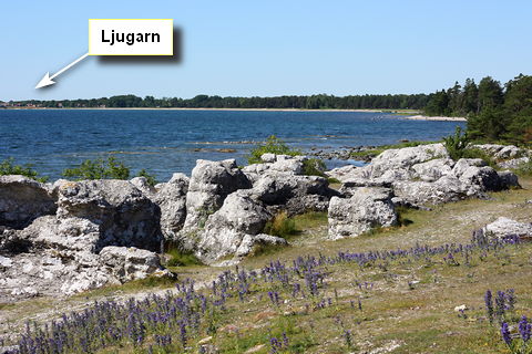 Folhammar eller Fågelhammar - foto: Bernt Enderborg