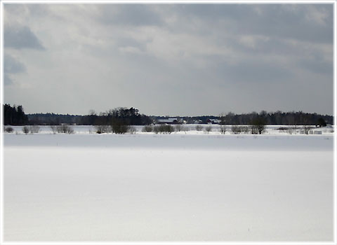 Gotland, Krasse - foto: Bernt Enderborg