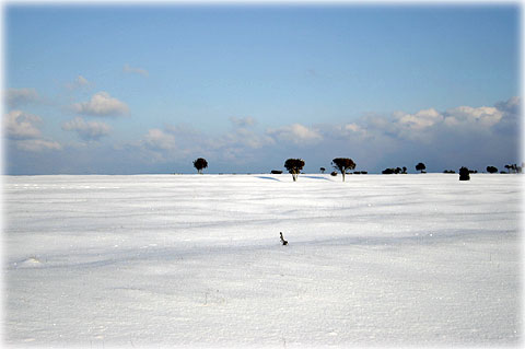 Gotland, Närkholm i vinterskrud - foto: Bernt Enderborg