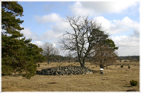 Gotland, Vallhagar - foto: Bernt Enderborg