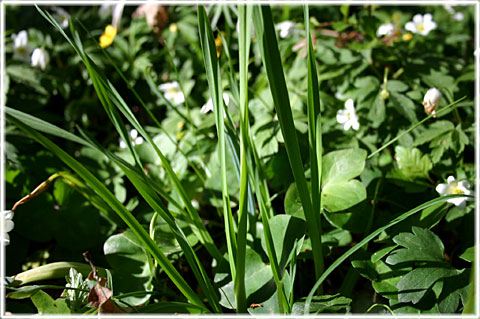 Gotland, Kaip, kajp - foto: Bernt Enderborg