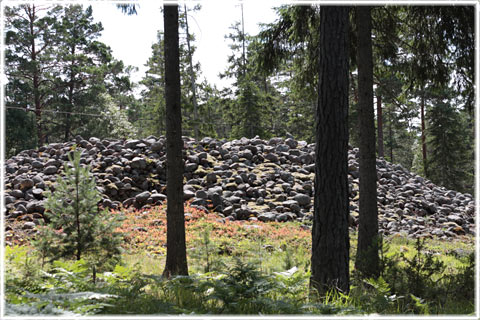 Stenrösen i Norrlanda