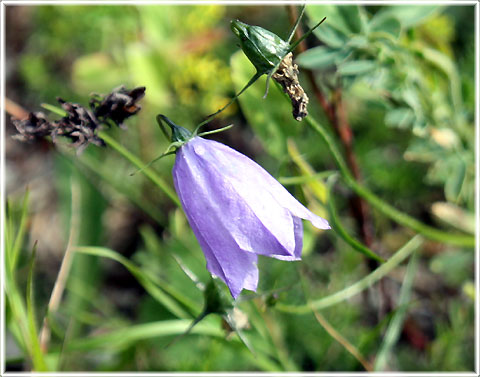 Gotland, Liten blåklocka - foto: Bernt Enderborg