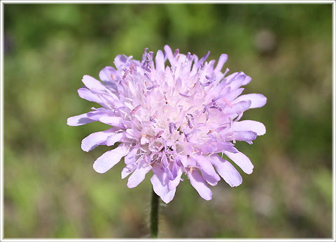 Gotland, Åkervädd - foto: Bernt Enderborg