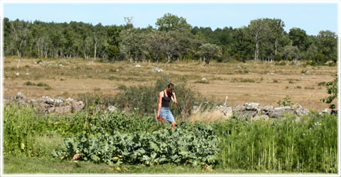 Gotland, Trädgårdsälvan i Ronehamn - foto: Bernt Enderborg