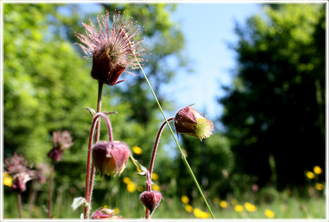 Gotland, Humleblomster - foto: Bernt Enderborg