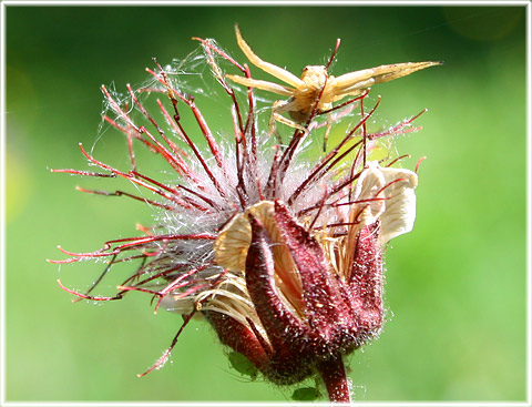 Humleblomster