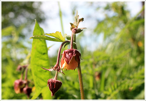 Humleblomster