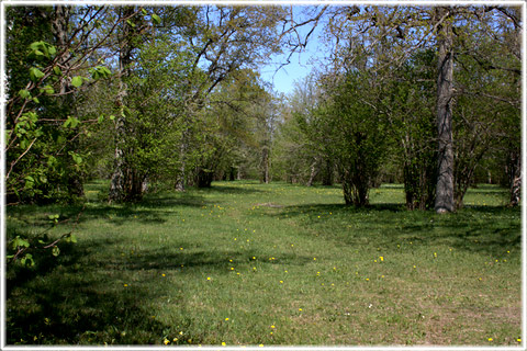 Gotland, Levide prästänge - foto: Bernt Enderborg