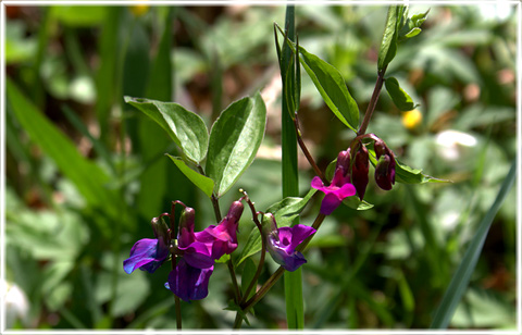 Flora, Levide prstnge