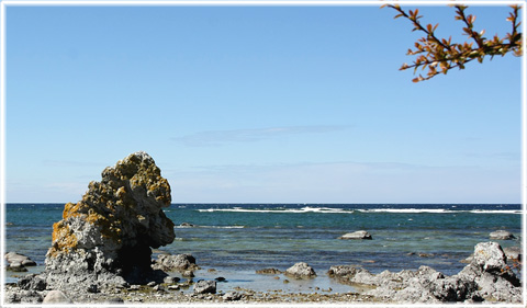 Gotland, Snäckschimpansen - foto: Bernt Enderborg