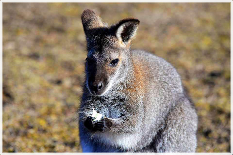 Wallaby, Käldhage gård