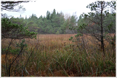 Gotland, Snäckskogen i Boge - foto: Bernt Enderborg