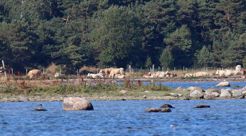 Gotland, Alskog - foto: Bernt Enderborg