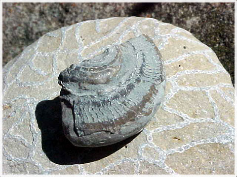 Gastropod