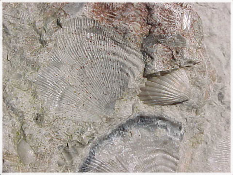 Gotland, Fossil - foto: Bernt Enderborg