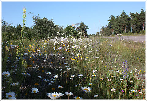 Vykort Gotland