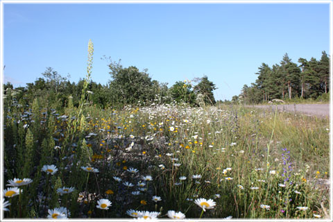 Gotlands blommande vägkanter