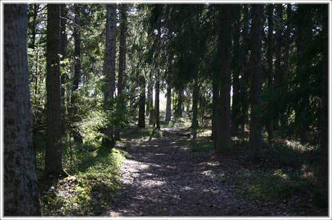 Gotland, Trullhalsar - foto: Bernt Enderborg