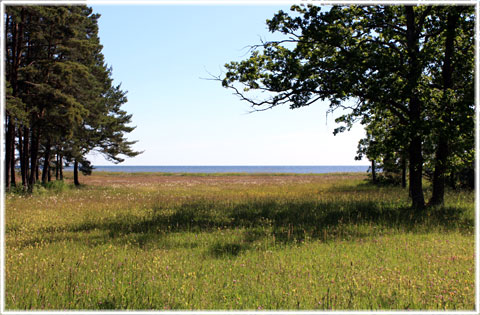 Strandängar på Gotland - foto: Bernt Enderborg