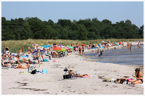 Hörte strand - foto: Bernt Enderborg