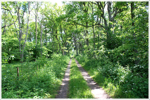 Lövskog på Gotland - foto: Bernt Enderborg