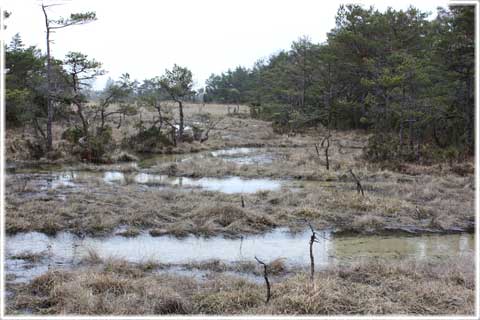 Källmyrar på Gotland, källkärr - foto: Bernt Enderborg