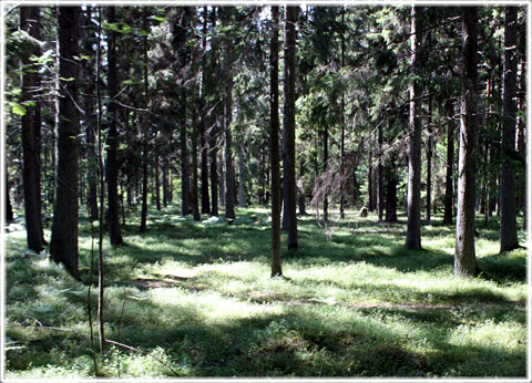 Barrskog på Gotland - foto: Bernt Enderborg